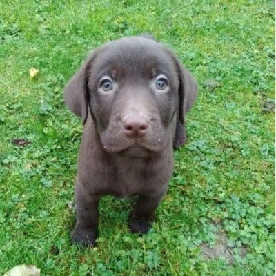 Labrador Retriever - photo 4