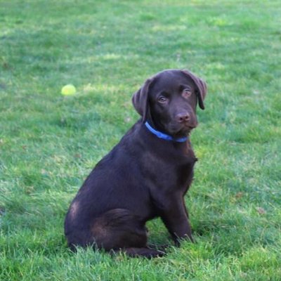 Labrador Retriever - photo 21