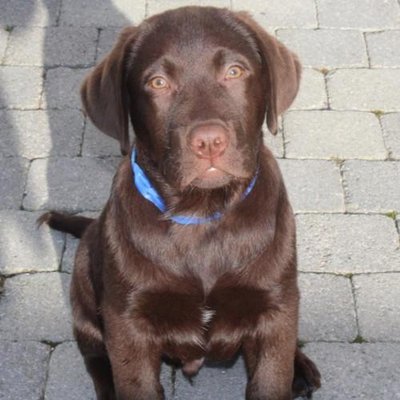 Labrador Retriever - photo 18
