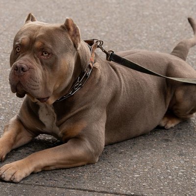 American Bully debout de profil