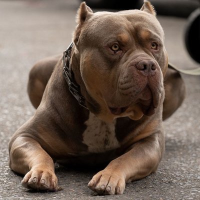 American Bully