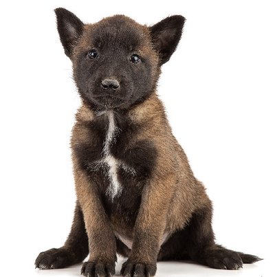 Malinois - photo 8