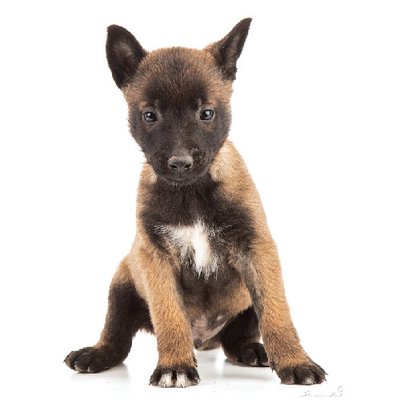 Malinois - photo 9