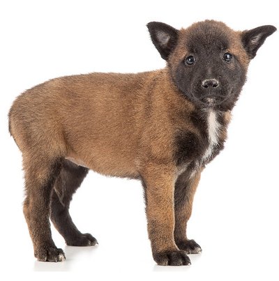 Malinois - photo 10