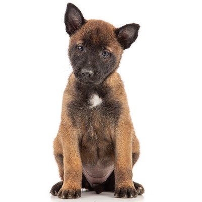 Malinois - photo 7
