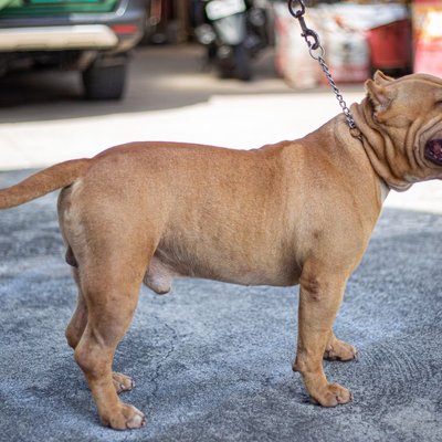 American Bully