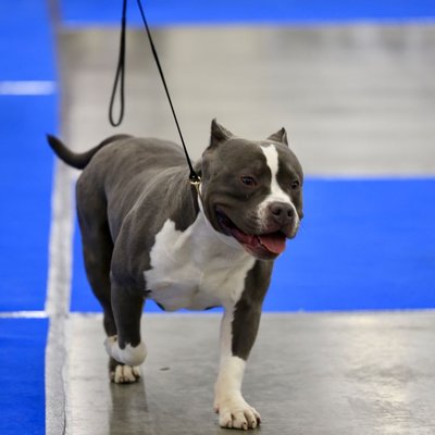 American Bully