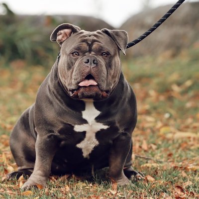 American Bully - Maladie du Bully