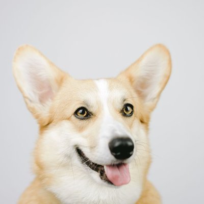 Corgi