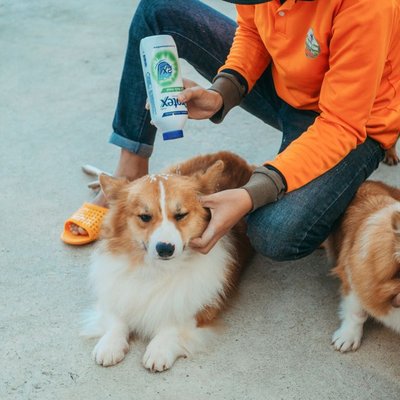 Corgi