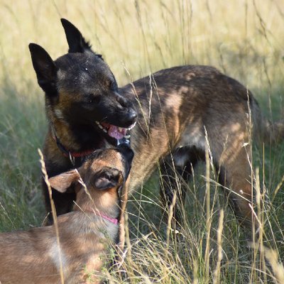 Malinois - photo 6