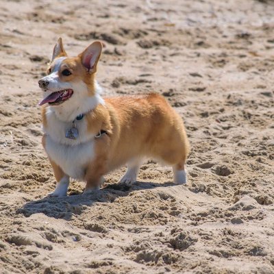 Corgi