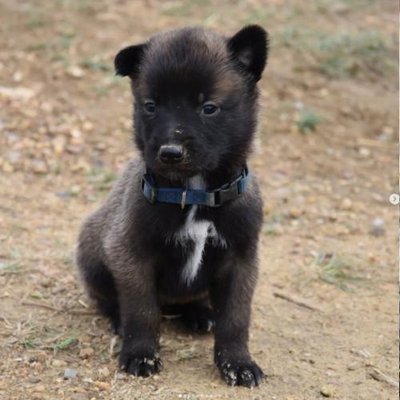 Malinois - photo 11