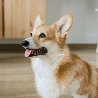 Corgi - Maladie du Corgi
