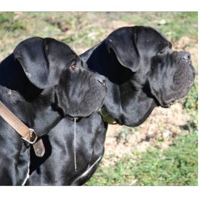 Cane Corso - photo 1