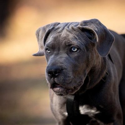 Cane Corso - photo 2