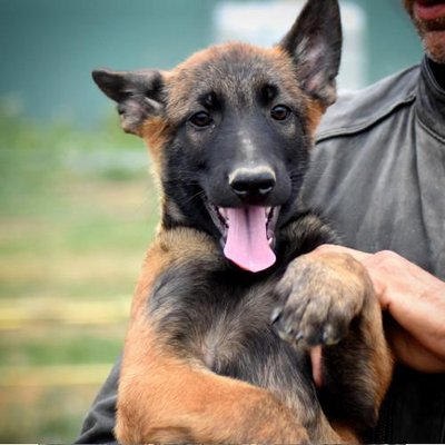 Malinois - photo 12