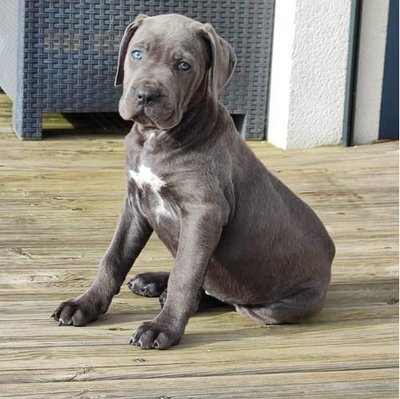 Cane Corso - photo 8