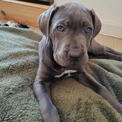 Cane Corso - photo 9
