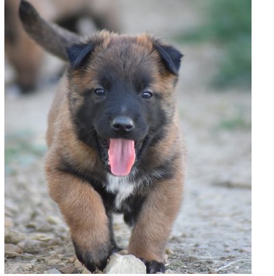 Malinois - photo 15