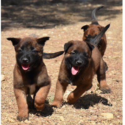 Malinois - photo 16