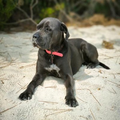 Cane Corso - photo 10