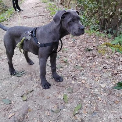 Cane Corso - photo 11