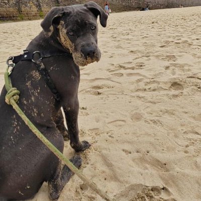 Cane Corso - photo 12