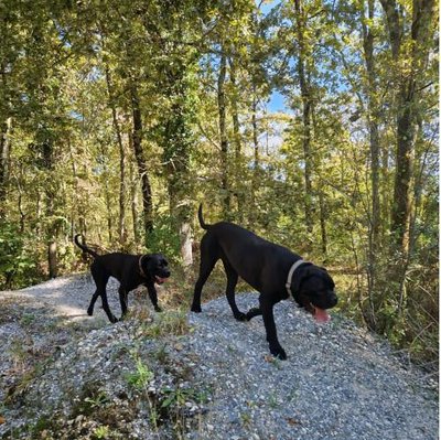 Cane Corso - photo 13