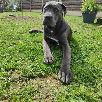 Cane Corso - photo 14