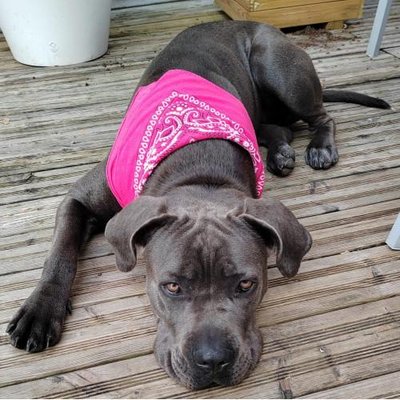 Cane Corso - photo 15