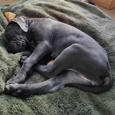 Cane Corso - photo 17