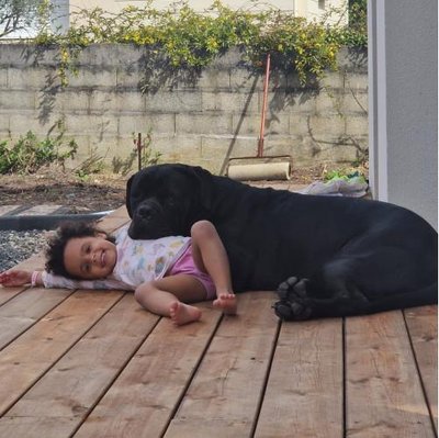 Cane Corso - photo 6