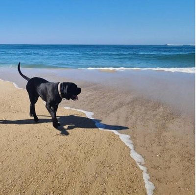 Cane Corso - photo 3