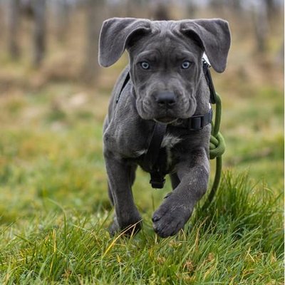 Cane Corso - photo 5