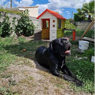 Cane Corso - photo 16