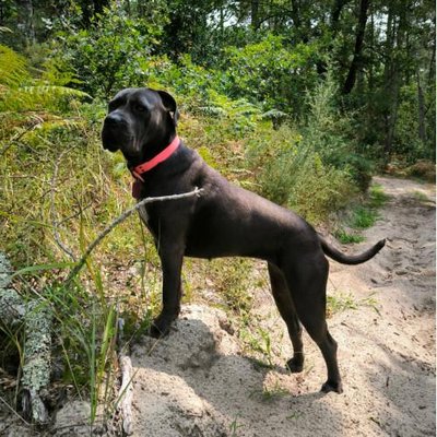 Cane Corso - photo 4