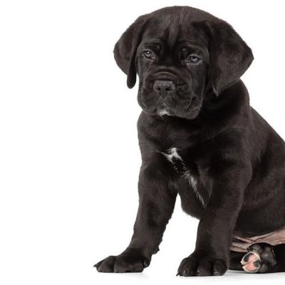 Cane Corso - photo 7