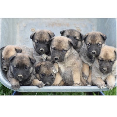 Malinois - photo 13