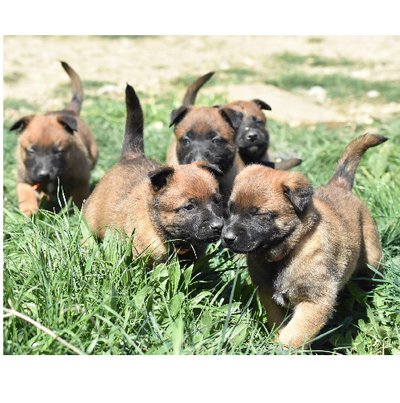 Malinois - photo 14