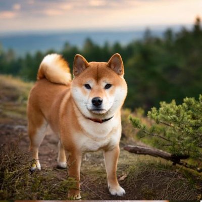 Shiba Inu - photo 3