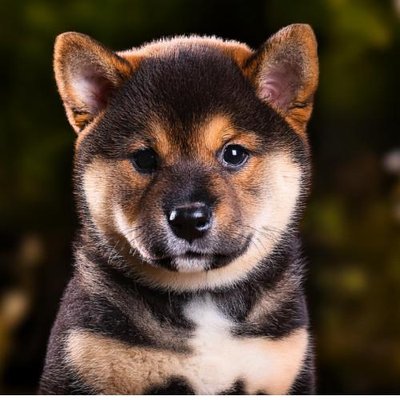 Shiba Inu - photo 8