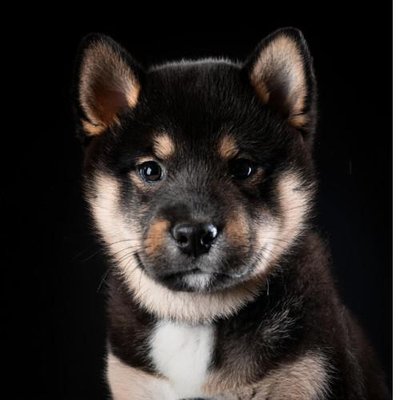 Shiba Inu - photo 9
