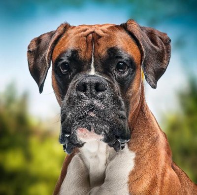Boxer - photo 1