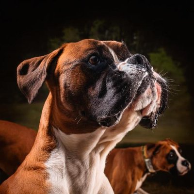 Boxer - photo 2