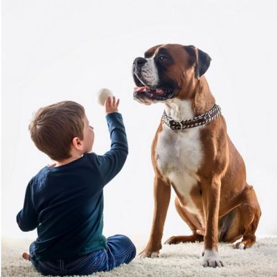 Boxer - photo 6