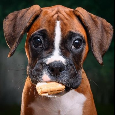 Boxer - photo 5