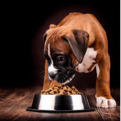 Boxer - photo 7