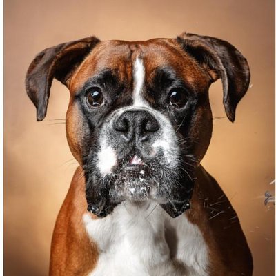 Boxer - photo 3