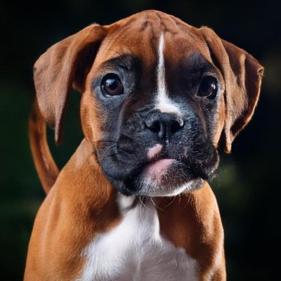 Boxer - photo 10